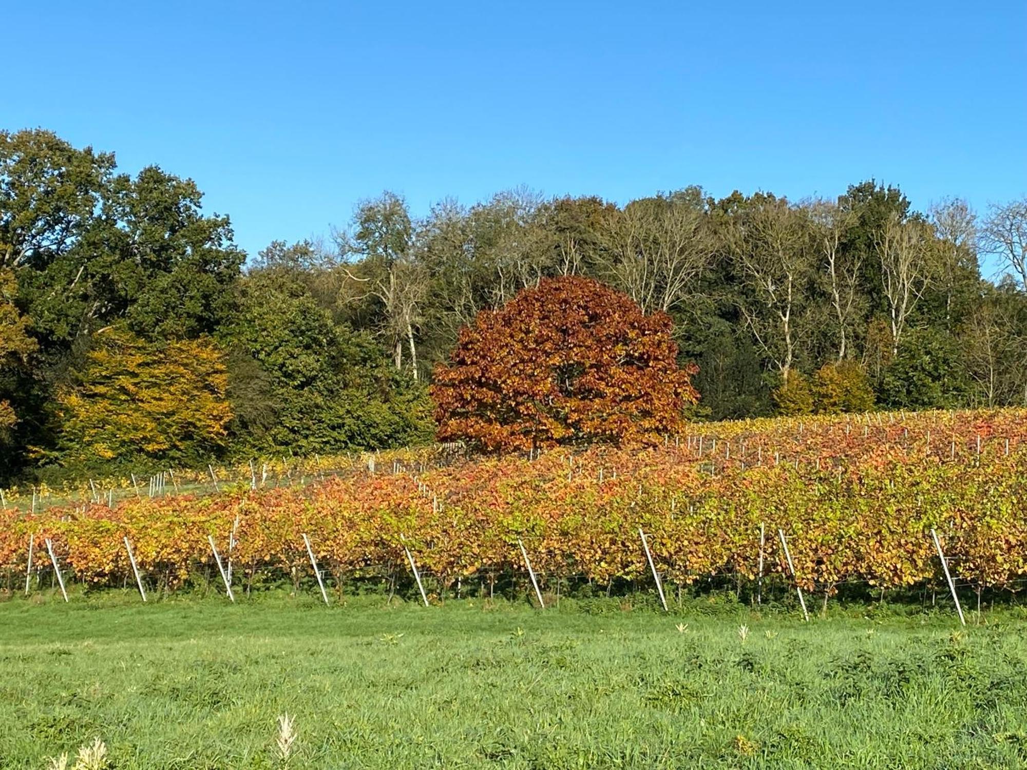 Potts Farm Villa Tenterden Eksteriør billede